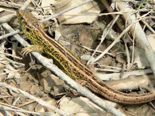 Eidechse bei Thalmässing im Naturpark Altmühltal