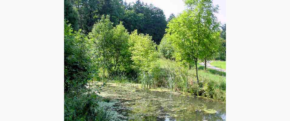 Wanderweg zur Keltenschanze in Thalmässing im Altmühltal