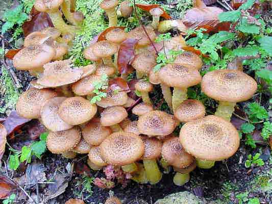 Pilz Hallimasch in Titting im Altmühltal