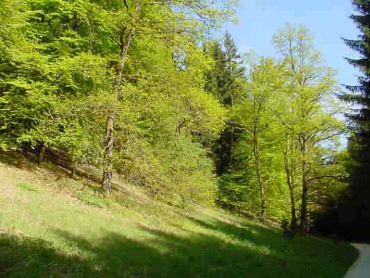 Mischwald in Titting im Altmühltal