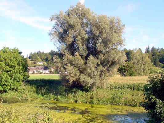 Altwasser bei Walting im Altmühltal