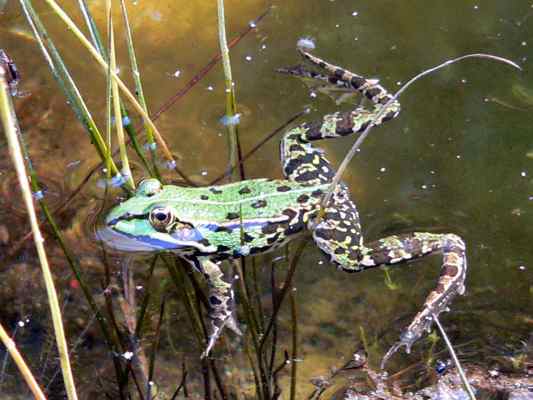 Grünfrosch bei Walting im Altmühltal