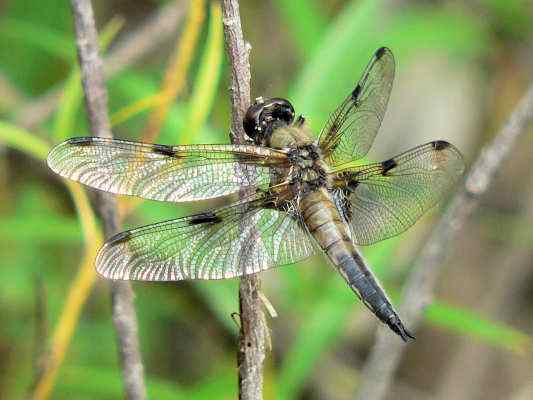 Libelle in Pfünz im Altmühltal