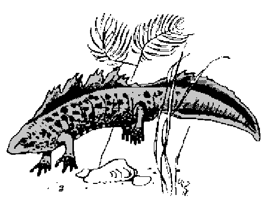 Teichmolch in Pfünz im Altmühltal