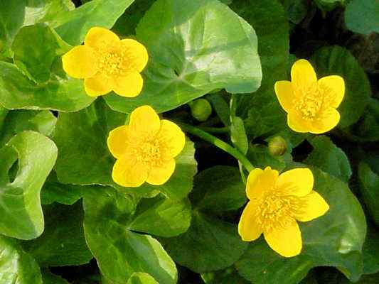 Sumpf-Dotterblume bei Walting im Altmühltal