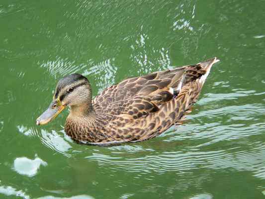 Stockente am Lehrpfad in Pfünz im Altmühltal