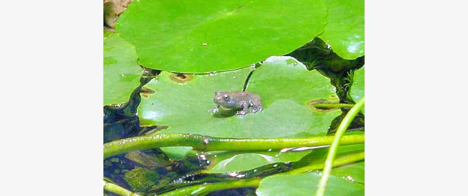 Frosch am Lehrpfad bei Walting