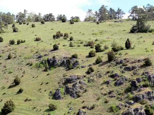 Wacholderheide bei Walting im Altmühltal