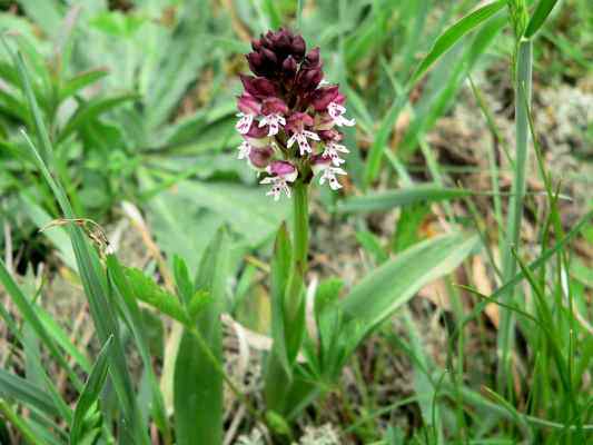 Knabenkraut in der Wacholderheide bei Walting im Altmühltal