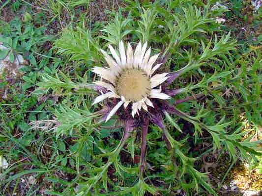 Silberdistel in der Wacholderheide bei Walting im Altmühltal