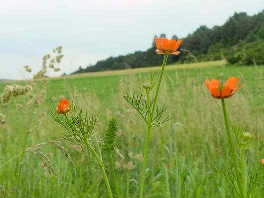 Adonisröschen im Altmühltal