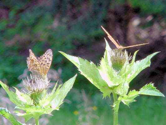 Kohldistel in Wellheim im Urdonautal