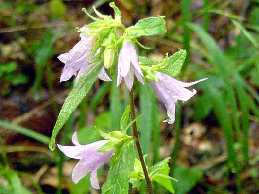 Glockenblume in Wellheim im Urdonautal