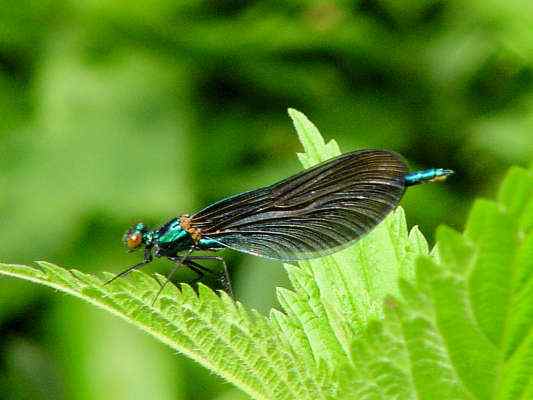 Libelle in Wellheim im Urdonautal